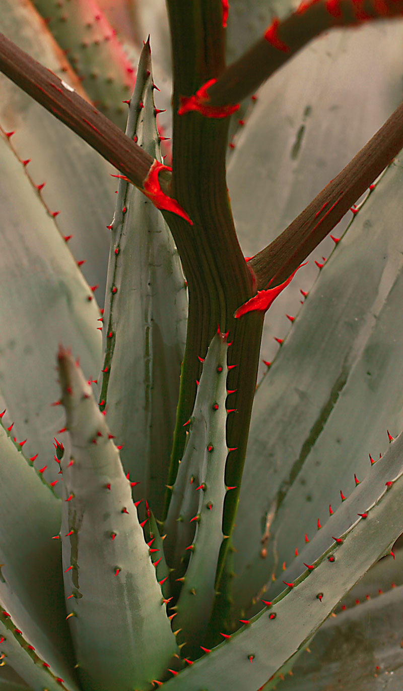 Aloe marlothii
